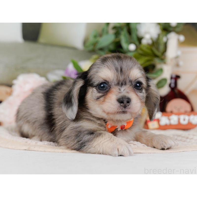 販売中の神奈川県のチワックス:チワワ×ミニチュアダックスフンド-430057の6枚目