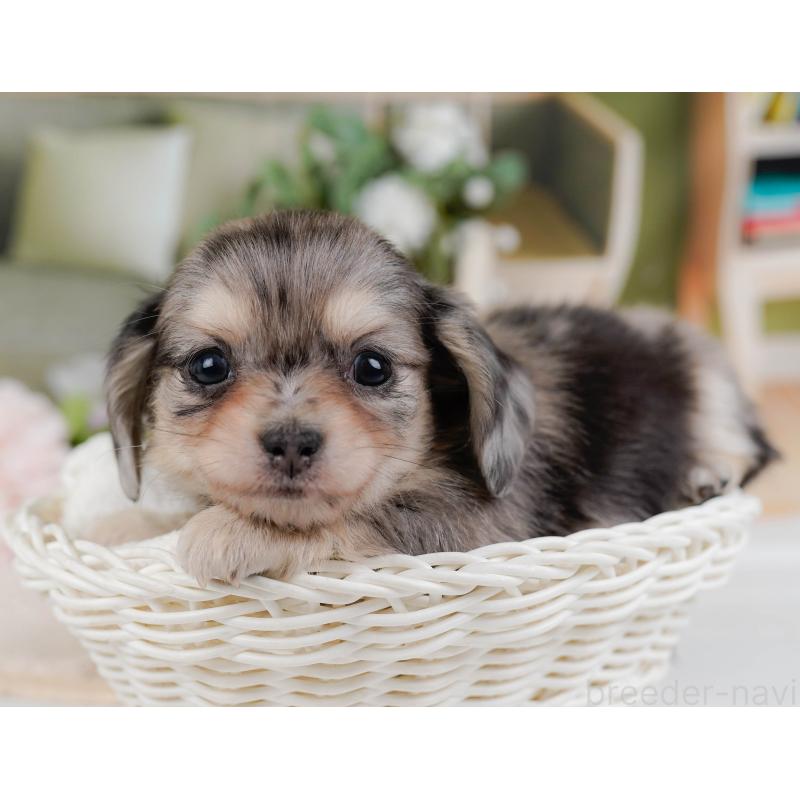 販売中の神奈川県のチワックス:チワワ×ミニチュアダックスフンド-430057の5枚目