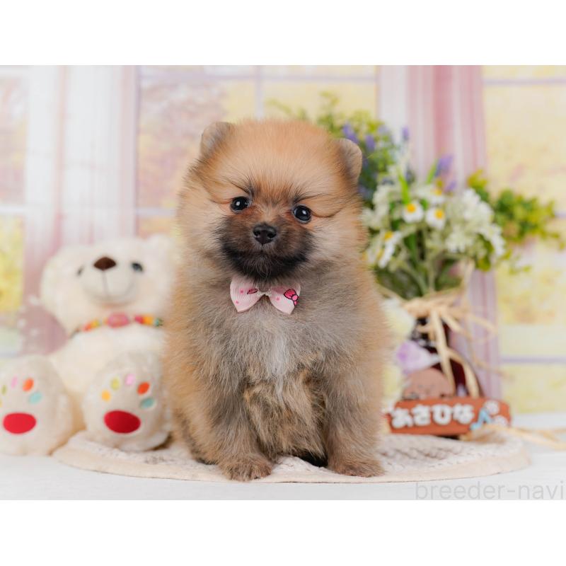 販売中の神奈川県のポメラニアン-430059の12枚目