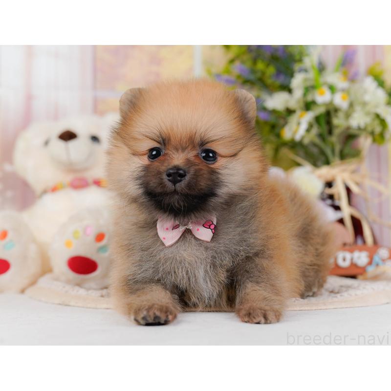 販売中の神奈川県のポメラニアン-430059の11枚目