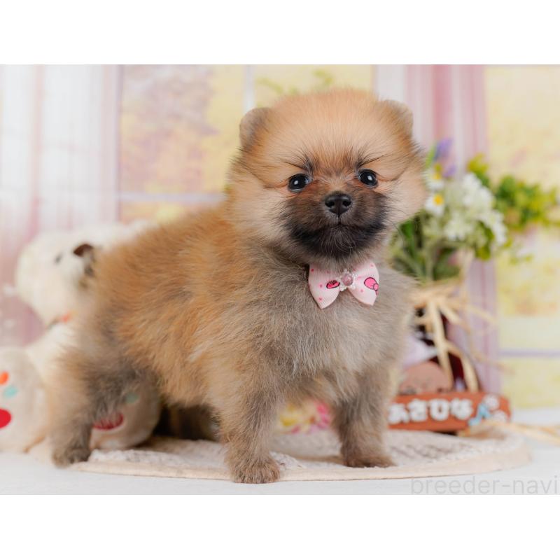 販売中の神奈川県のポメラニアン-430059の10枚目