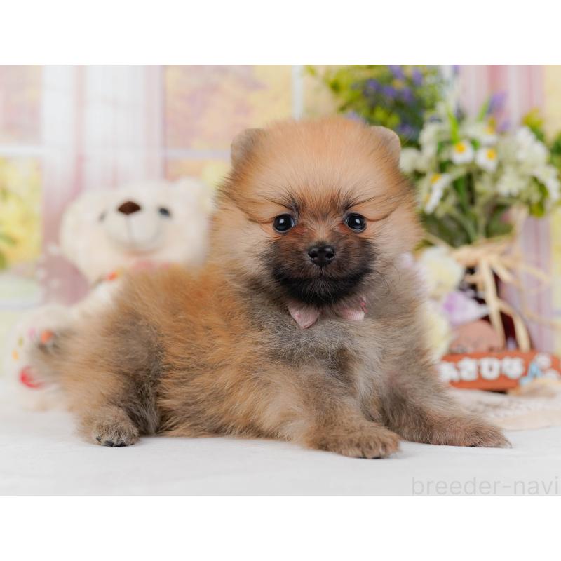 販売中の神奈川県のポメラニアン-430059の9枚目