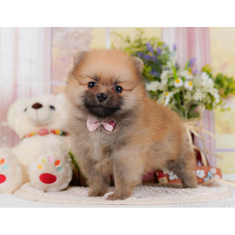 販売中の神奈川県のポメラニアン-430059の8枚目