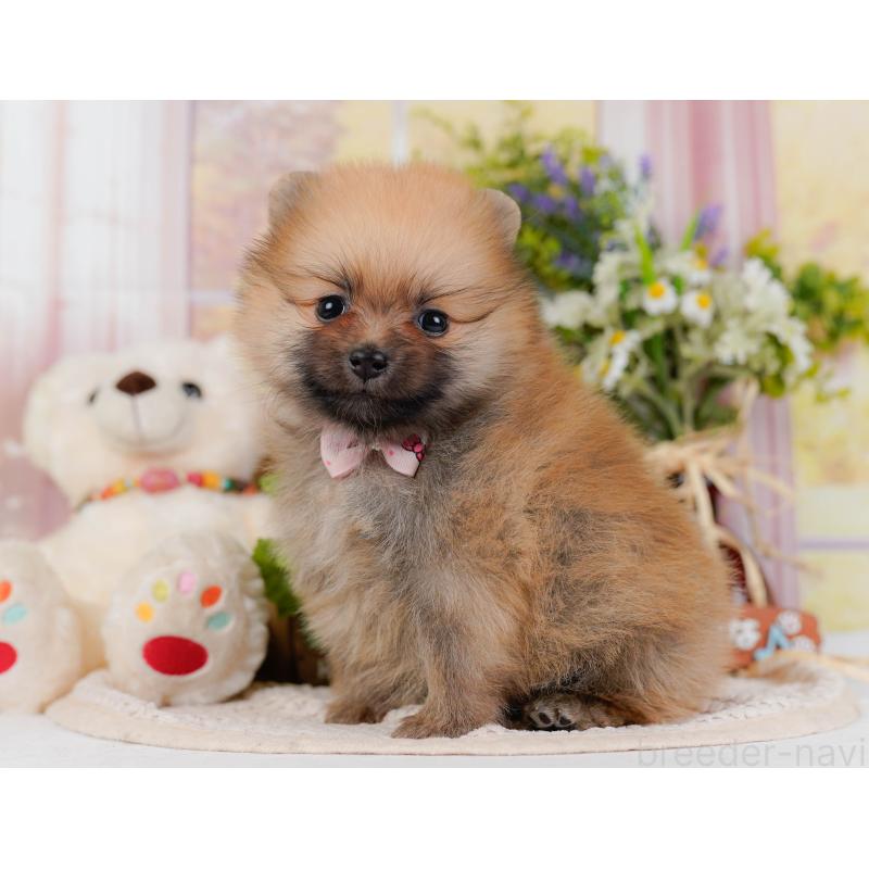 販売中の神奈川県のポメラニアン-430059の7枚目