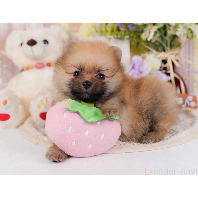 販売中の神奈川県のポメラニアン-430059の6枚目