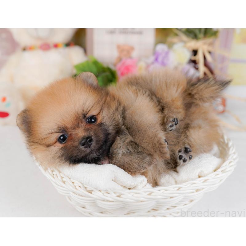 販売中の神奈川県のポメラニアン-430059の5枚目