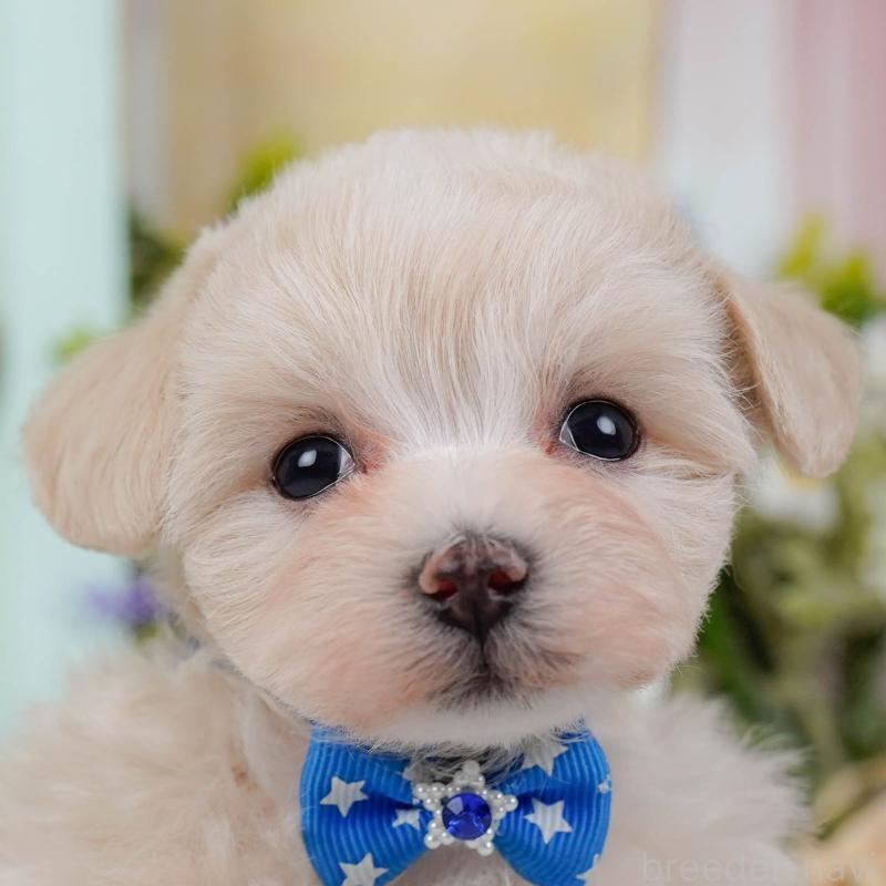 販売中の神奈川県のマルプー:マルチーズ×トイプードル-430039の1枚目