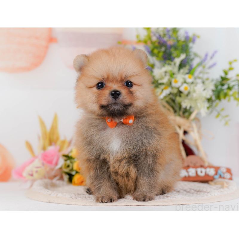 販売中の神奈川県のポメラニアン-430061の12枚目