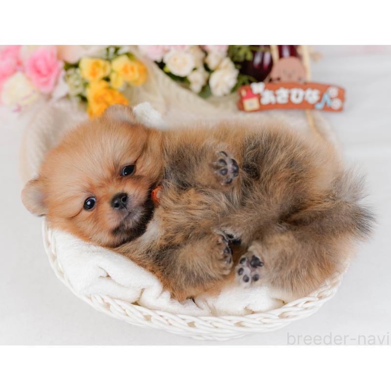 販売中の神奈川県のポメラニアン-430061の6枚目