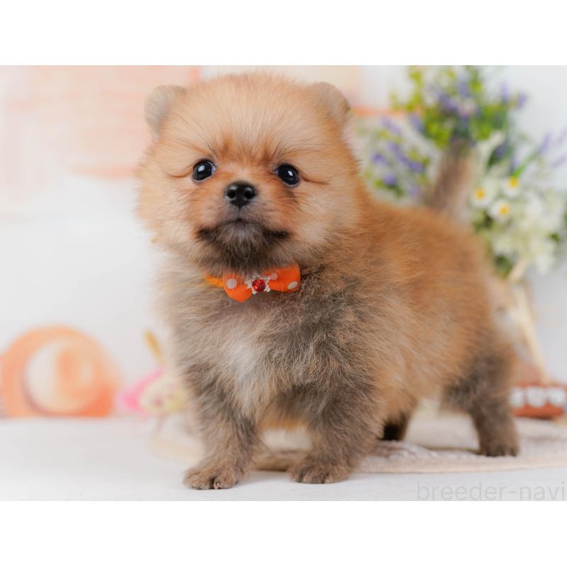 販売中の神奈川県のポメラニアン-430061の5枚目