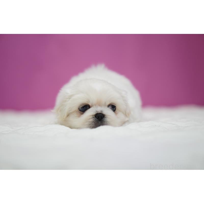 販売中の埼玉県のペキニーズ-430037の6枚目