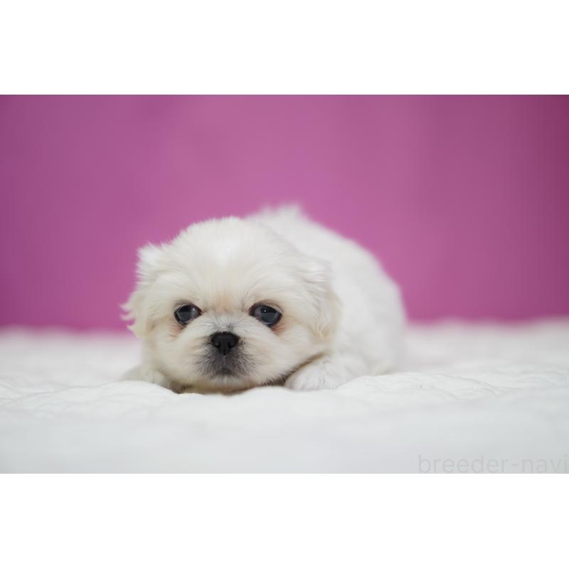 販売中の埼玉県のペキニーズ-430037の5枚目