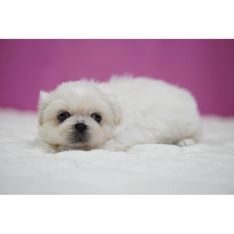 販売中の埼玉県のペキニーズ-430037の4枚目