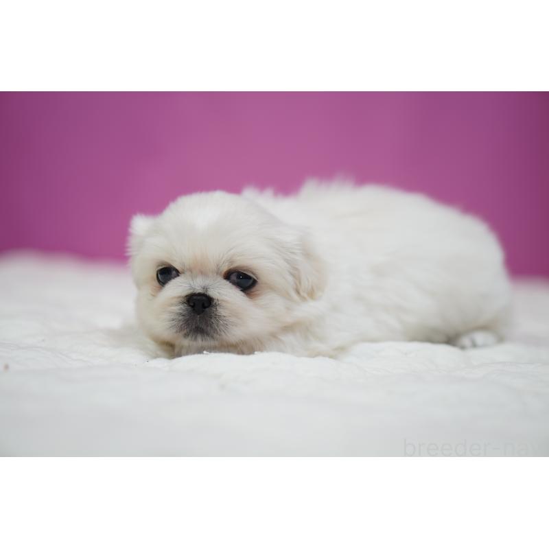 販売中の埼玉県のペキニーズ-430037の3枚目