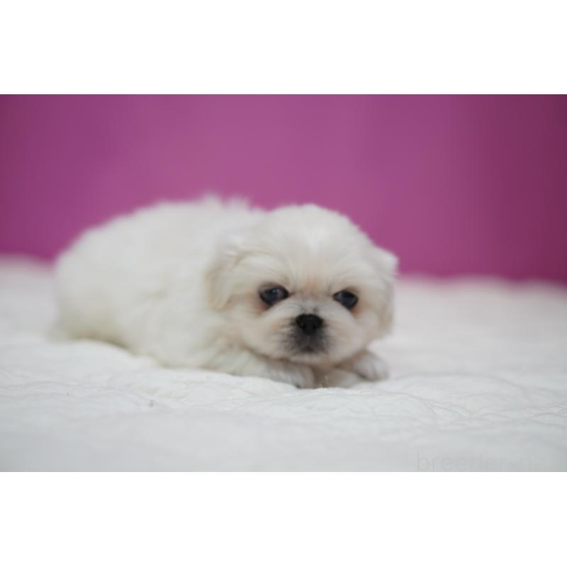 販売中の埼玉県のペキニーズ-430037の2枚目