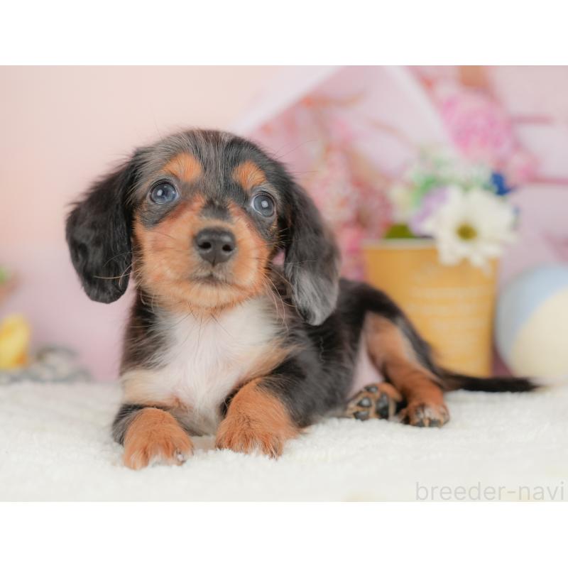 販売中の栃木県のミニチュアダックスフンド(ロングヘアード)-430491の10枚目