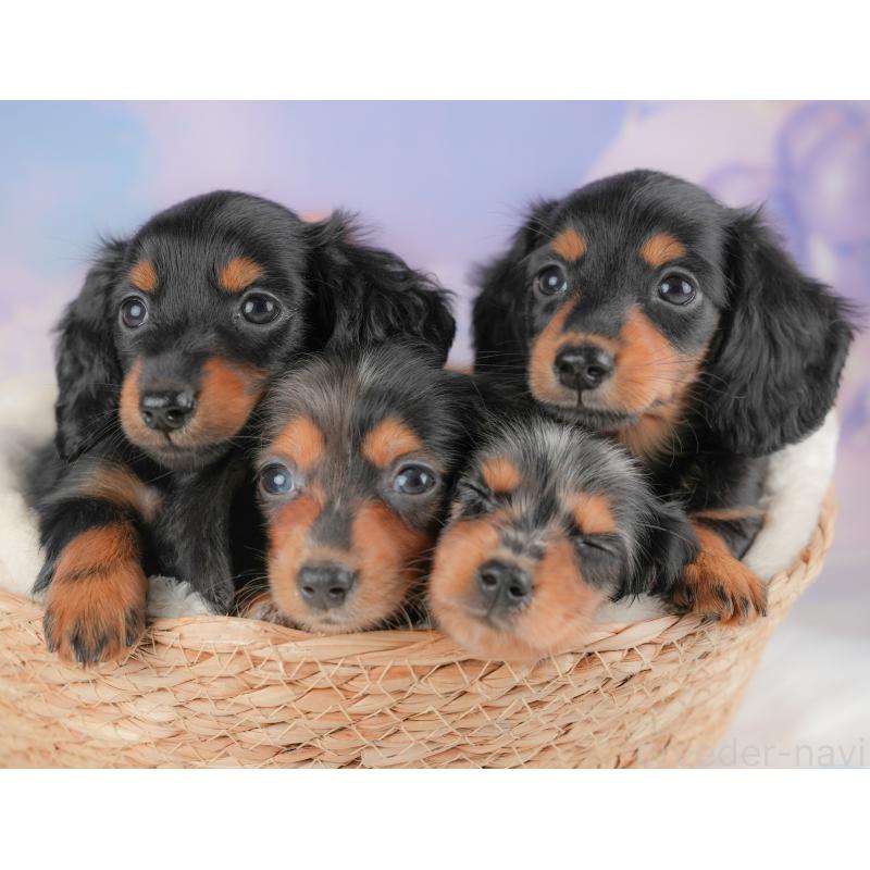 販売中の栃木県のミニチュアダックスフンド(ロングヘアード)-430491の9枚目