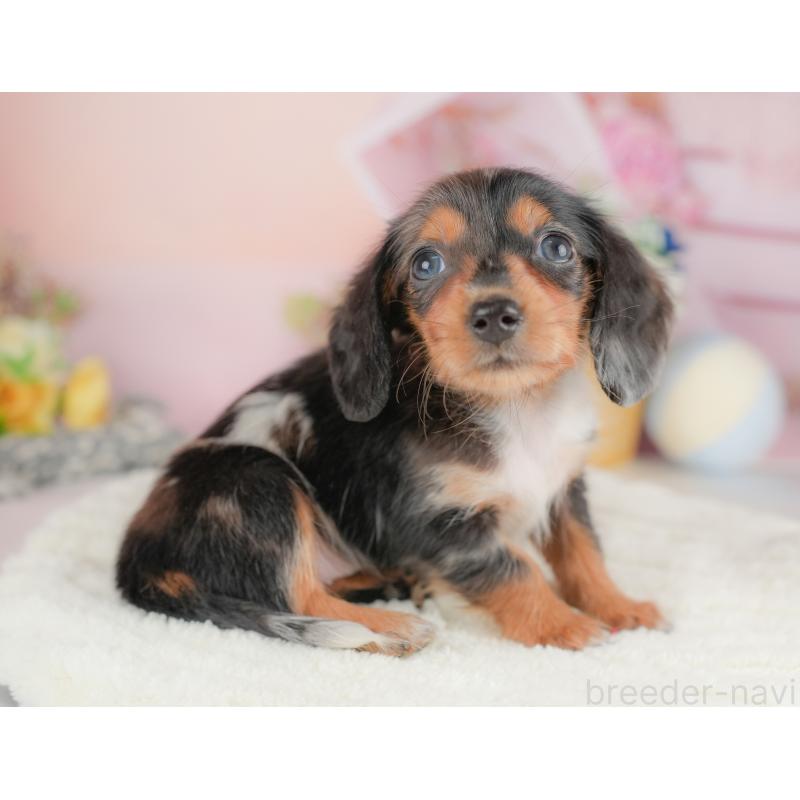 販売中の栃木県のミニチュアダックスフンド(ロングヘアード)-430491の8枚目