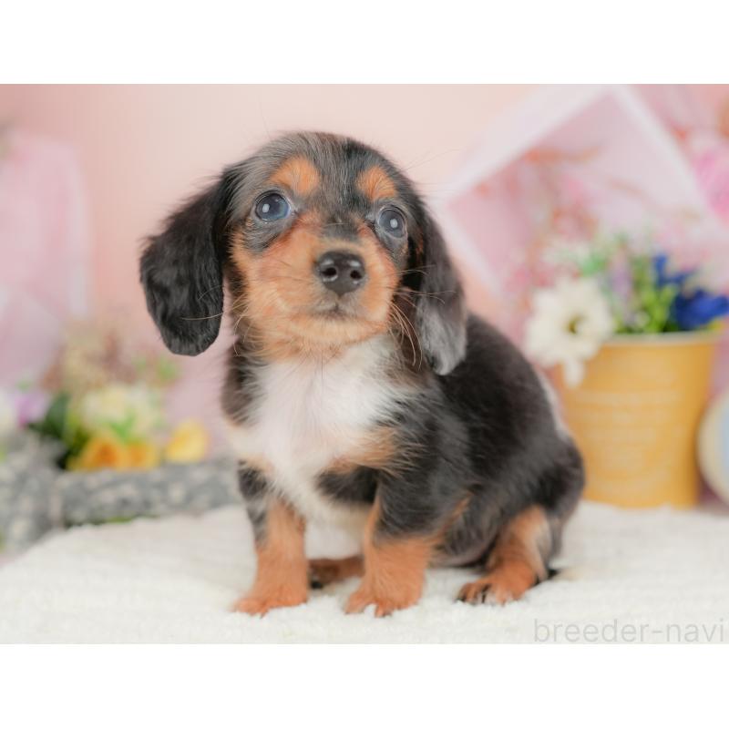 販売中の栃木県のミニチュアダックスフンド(ロングヘアード)-430491の7枚目