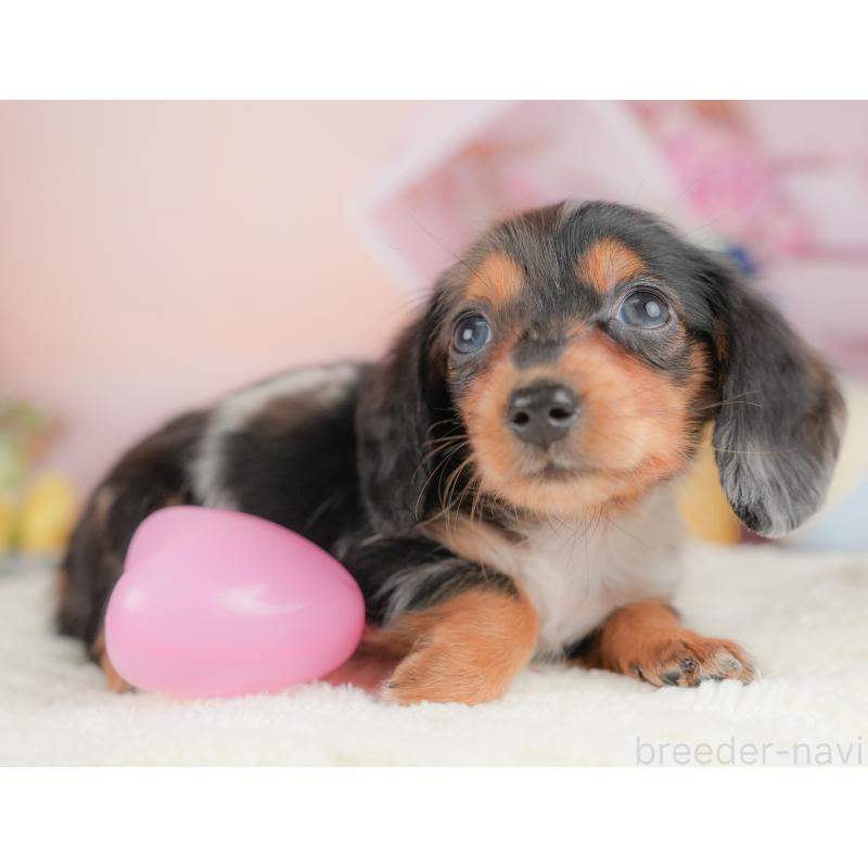 販売中の栃木県のミニチュアダックスフンド(ロングヘアード)-430491の6枚目