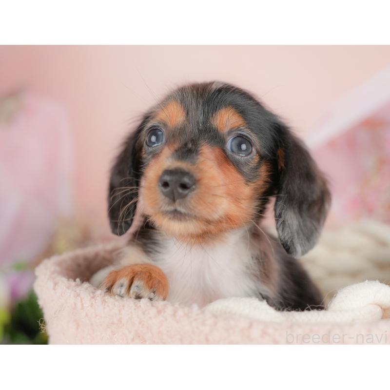 販売中の栃木県のミニチュアダックスフンド(ロングヘアード)-430491の3枚目