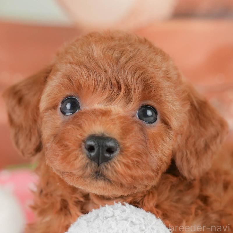 販売中の栃木県のトイプードル-430503