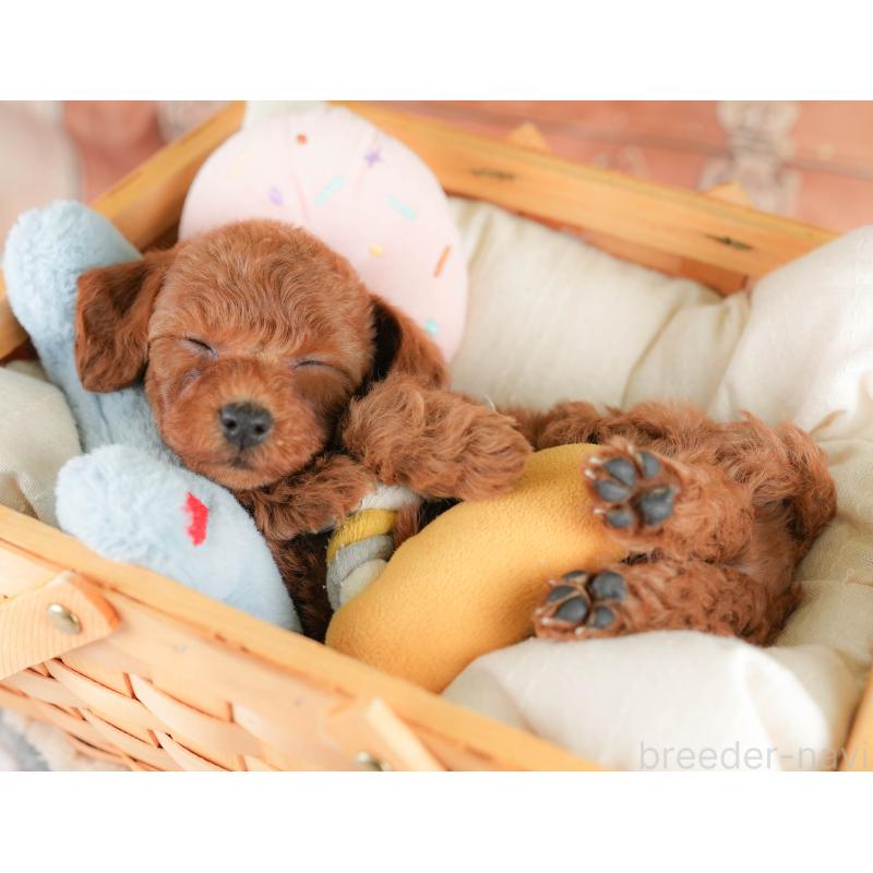 販売中の栃木県のトイプードル-430503の8枚目