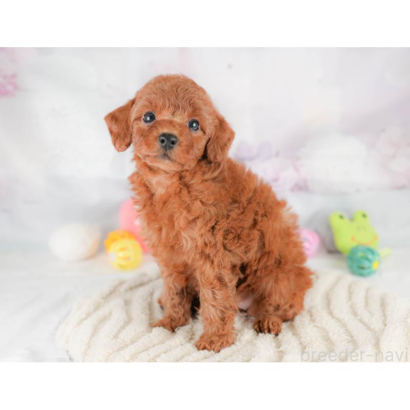 販売中の栃木県のトイプードル-430503の4枚目