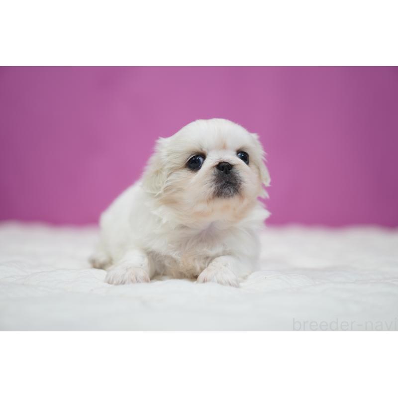 販売中の埼玉県のペキニーズ-430038の6枚目