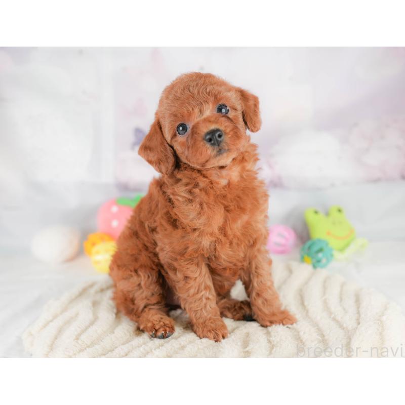 販売中の栃木県のトイプードル-430503の3枚目