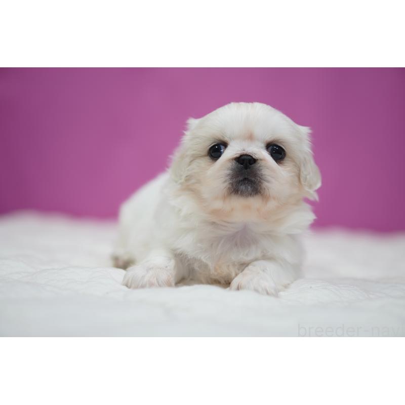 販売中の埼玉県のペキニーズ-430038の4枚目