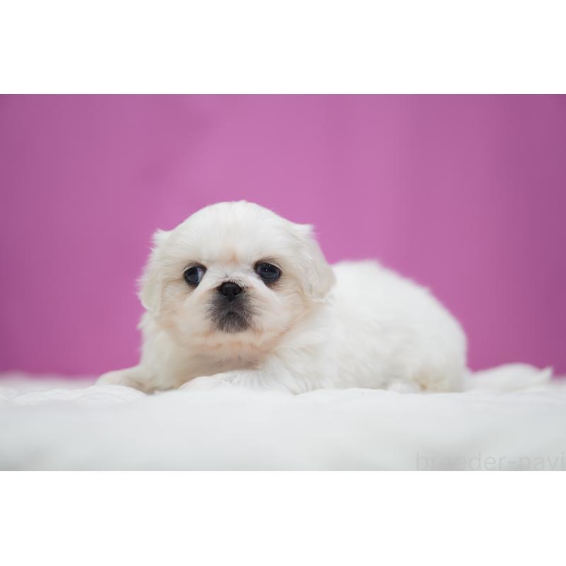 販売中の埼玉県のペキニーズ-430038の3枚目