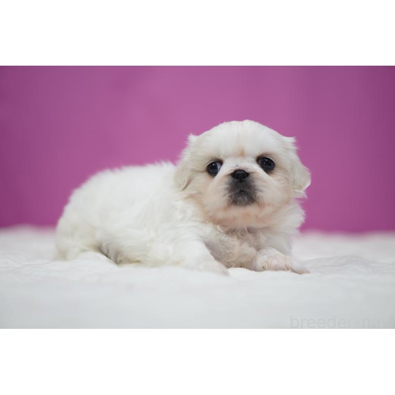 販売中の埼玉県のペキニーズ-430038の2枚目