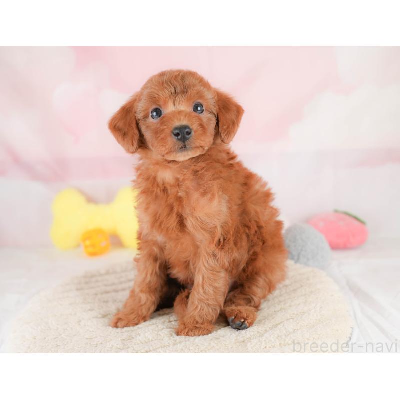 販売中の栃木県のトイプードル-430501の8枚目