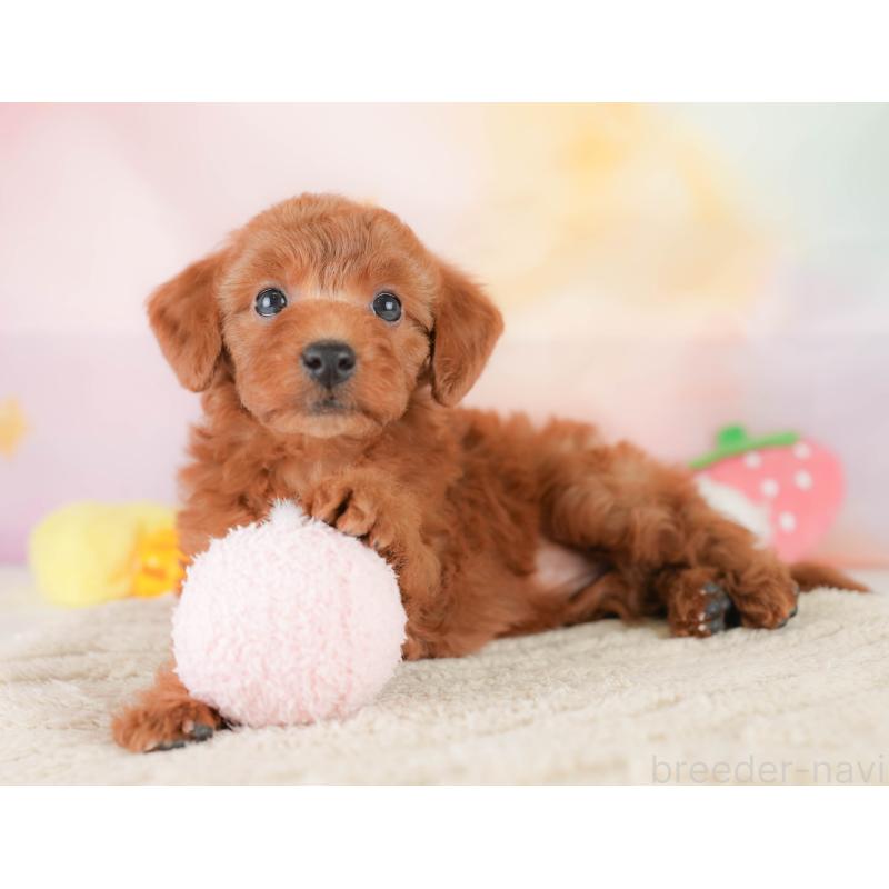 販売中の栃木県のトイプードル-430501の6枚目