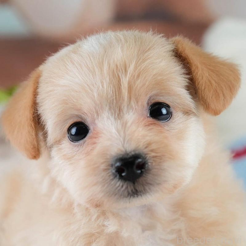 販売中の栃木県のポメプー:ポメラニアン×トイプードル-430493