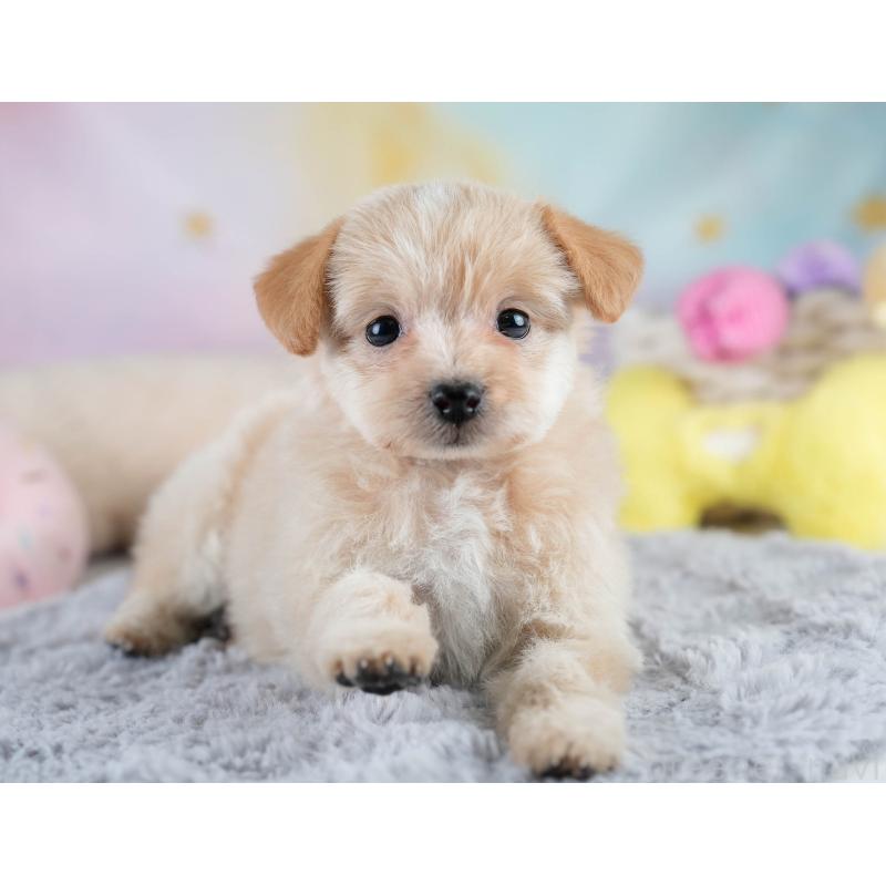 販売中の栃木県のポメプー:ポメラニアン×トイプードル-430493の11枚目