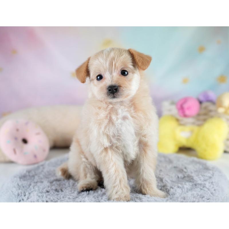 販売中の栃木県のポメプー:ポメラニアン×トイプードル-430493の10枚目