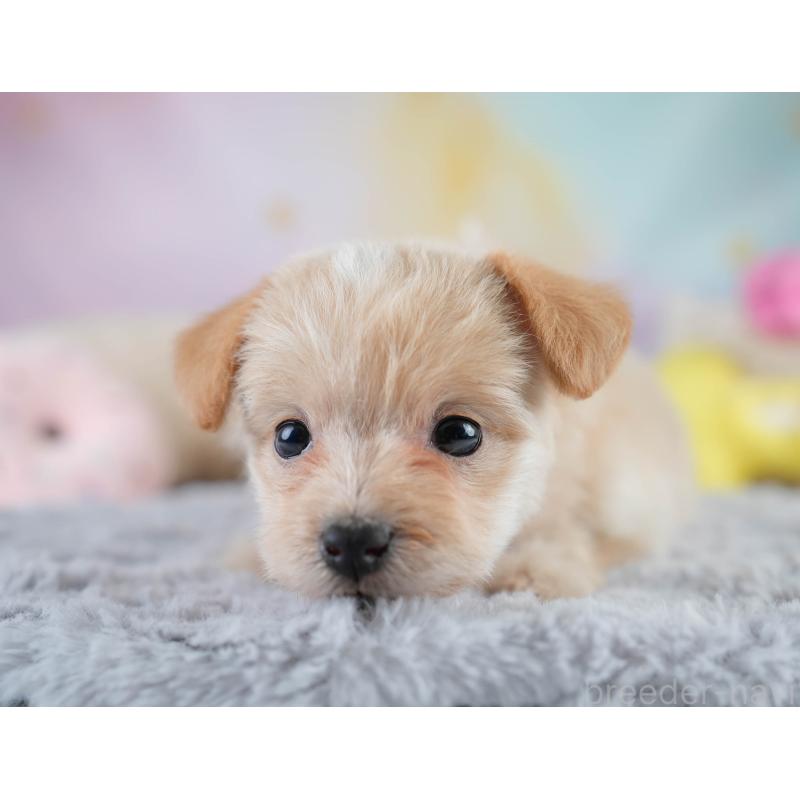 販売中の栃木県のポメプー:ポメラニアン×トイプードル-430493の9枚目