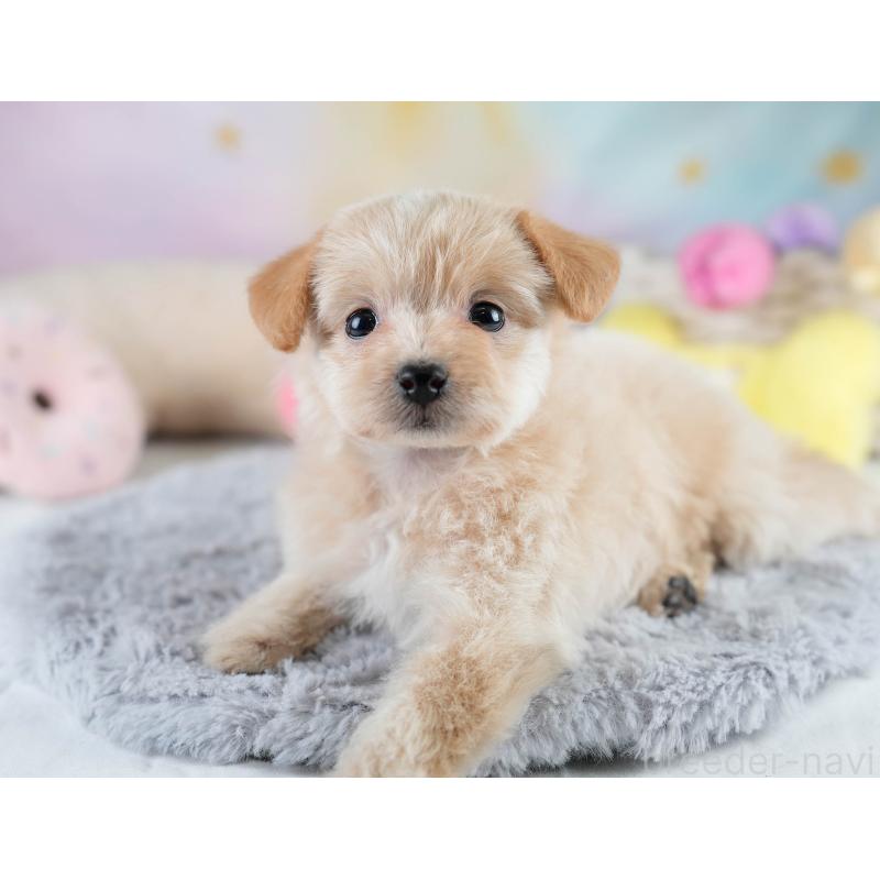 販売中の栃木県のポメプー:ポメラニアン×トイプードル-430493の8枚目