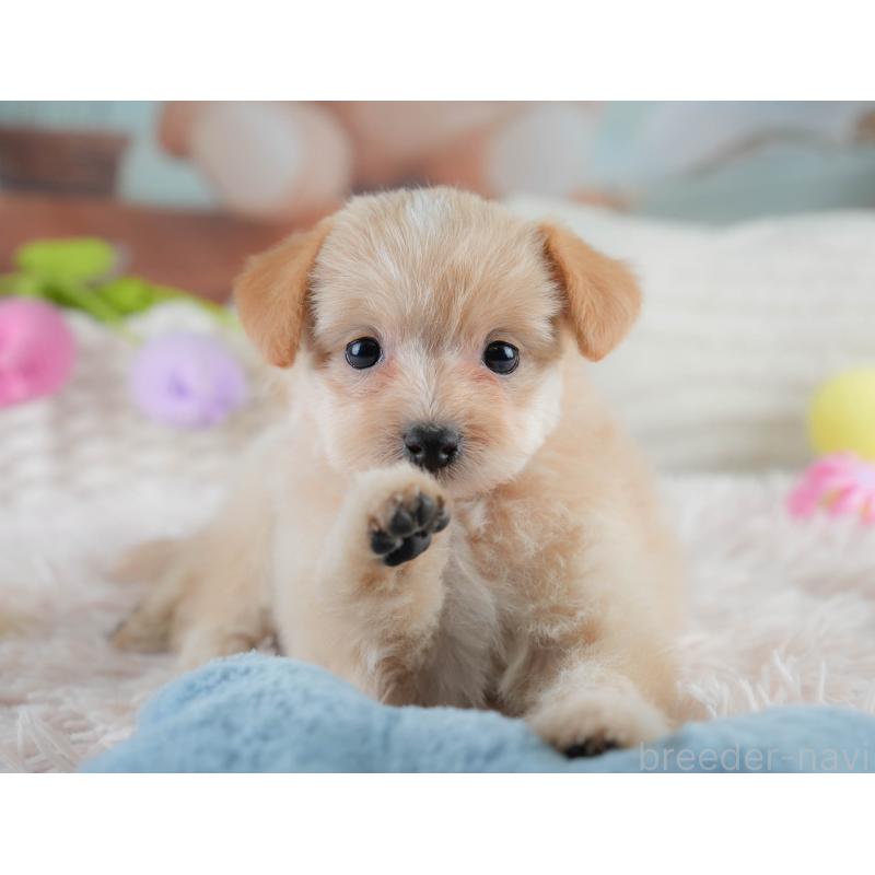 販売中の栃木県のポメプー:ポメラニアン×トイプードル-430493の7枚目