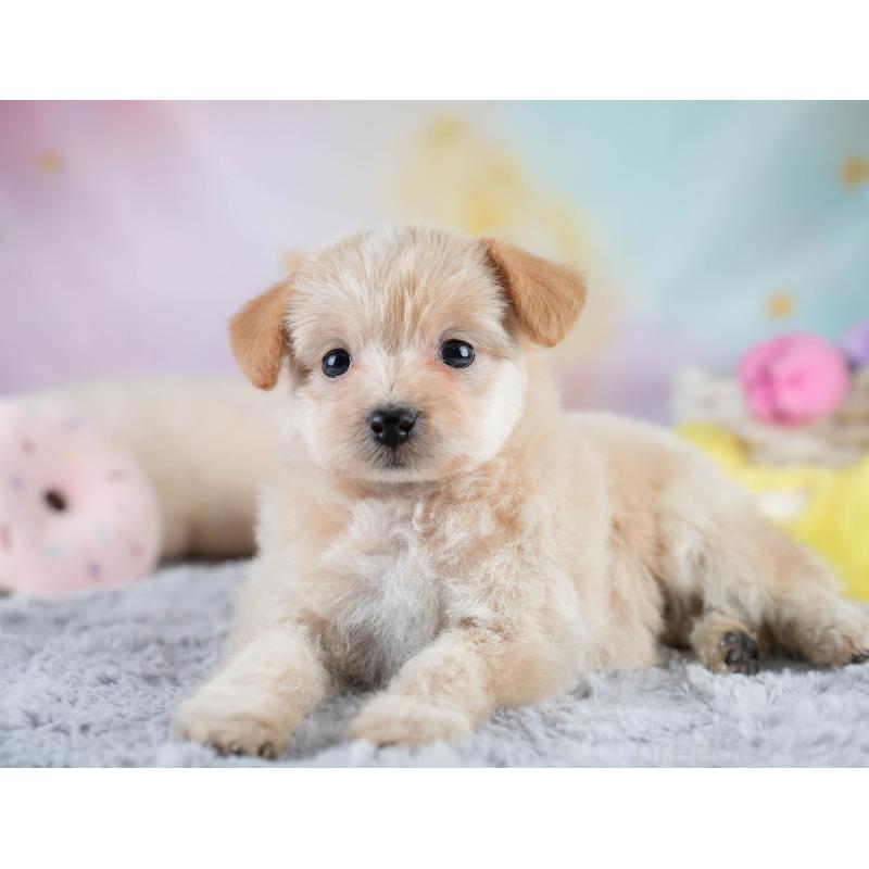 販売中の栃木県のポメプー:ポメラニアン×トイプードル-430493の6枚目