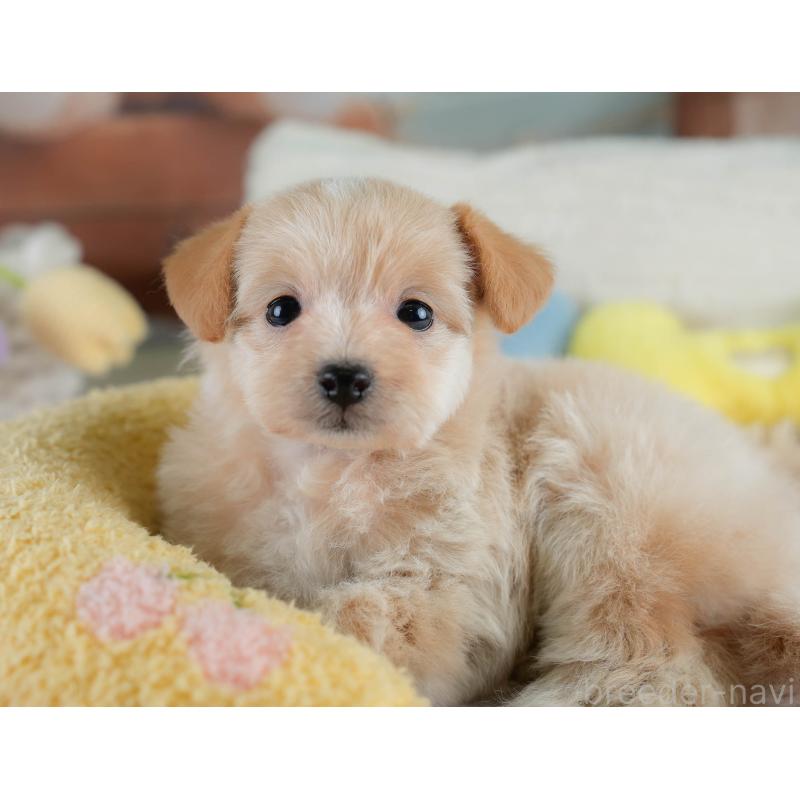 販売中の栃木県のポメプー:ポメラニアン×トイプードル-430493の5枚目