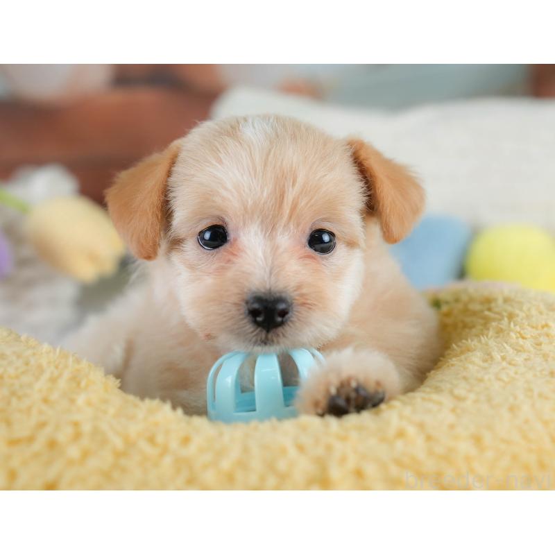 販売中の栃木県のポメプー:ポメラニアン×トイプードル-430493の4枚目