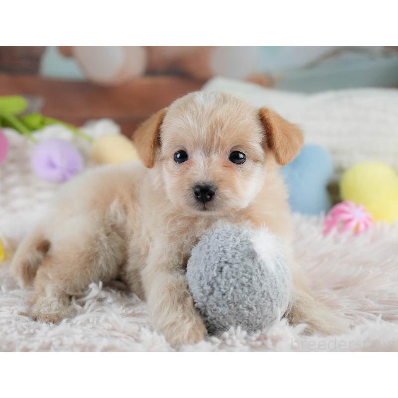 販売中の栃木県のポメプー:ポメラニアン×トイプードル-430493の3枚目