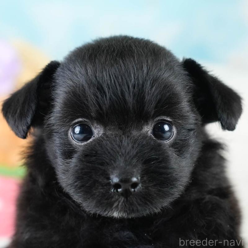 販売中ののポメプー:ポメラニアン×トイプードル-430492