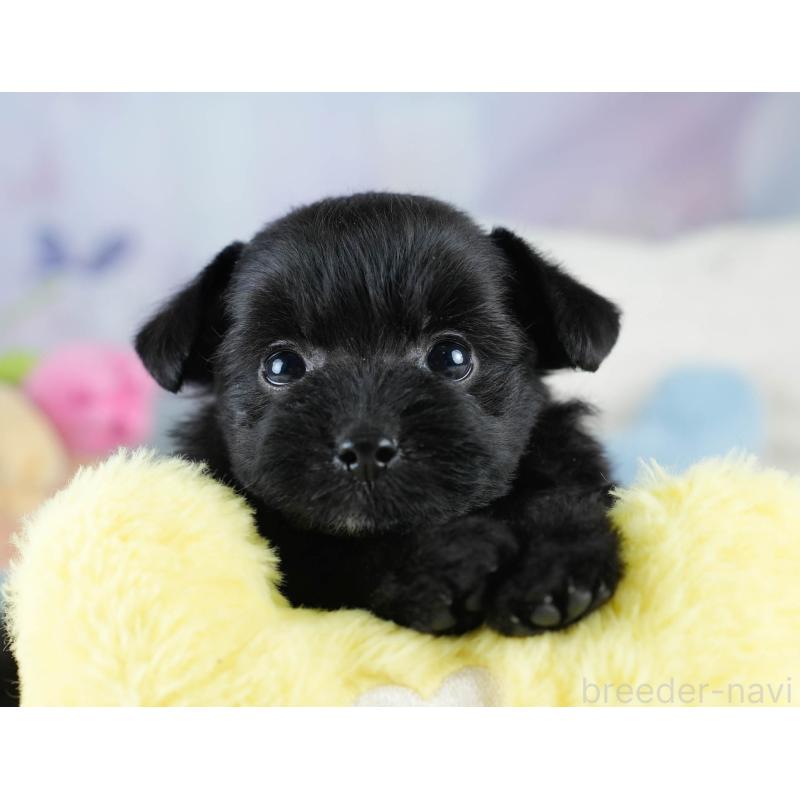 販売中の栃木県のポメプー:ポメラニアン×トイプードル-430492の11枚目