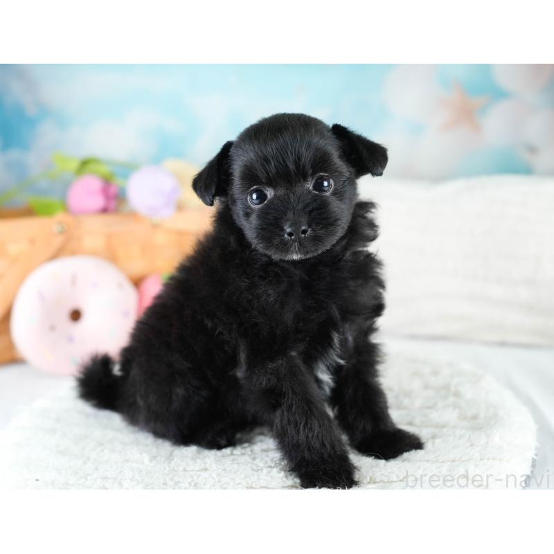 販売中の栃木県のポメプー:ポメラニアン×トイプードル-430492の10枚目