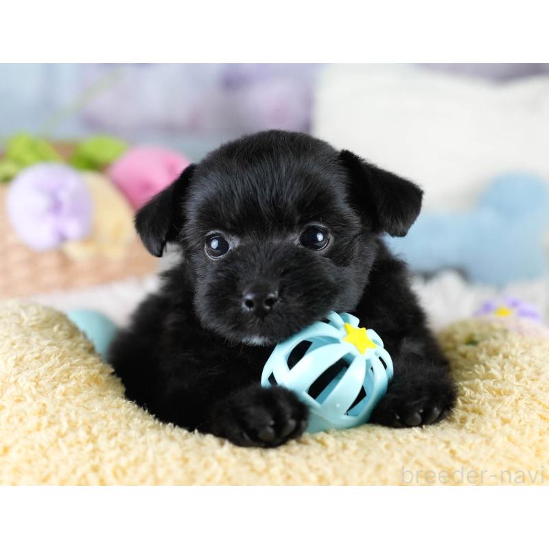 販売中の栃木県のポメプー:ポメラニアン×トイプードル-430492の9枚目