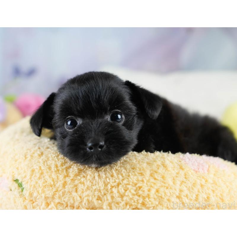 販売中の栃木県のポメプー:ポメラニアン×トイプードル-430492の8枚目